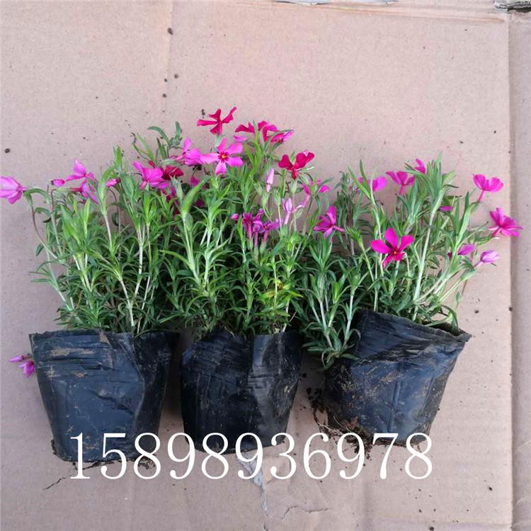 芝樱批发价格 基地直销 潍坊芝樱花