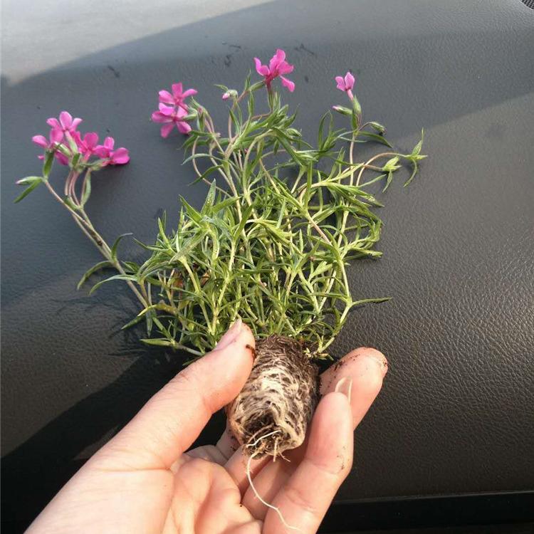 芝樱小苗 基地直销芝樱小苗 潍坊芝樱行情