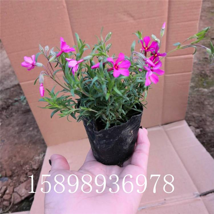芝樱基地 青州芝樱小苗 量大优惠芝樱小苗