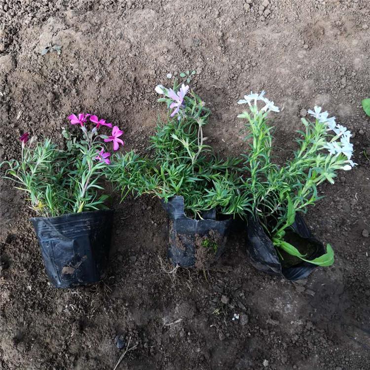 青州芝樱 品质保证芝樱 芝樱批发
