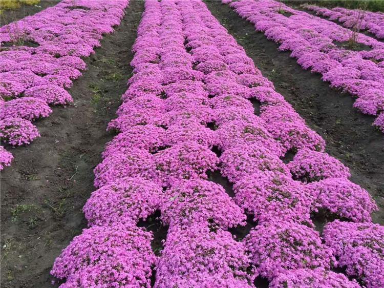 芝樱 芝樱基地 承玉花卉