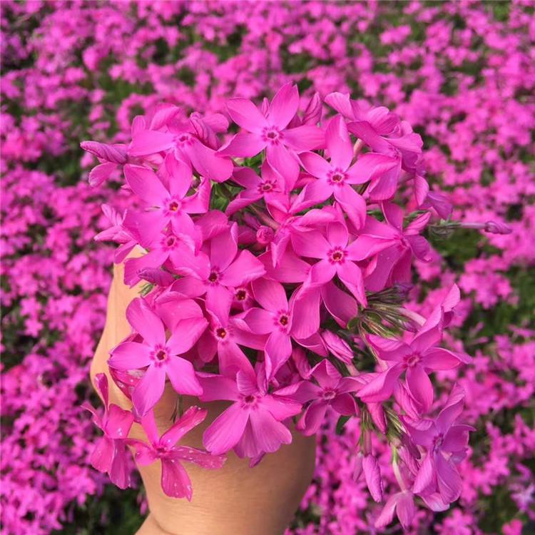 芝樱小苗 品质保证芝樱小苗 潍坊芝樱种植基地