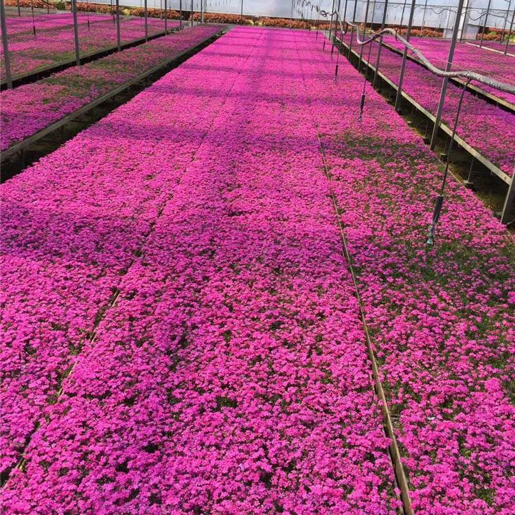 芝樱 芝樱幼苗 潍坊芝樱批发