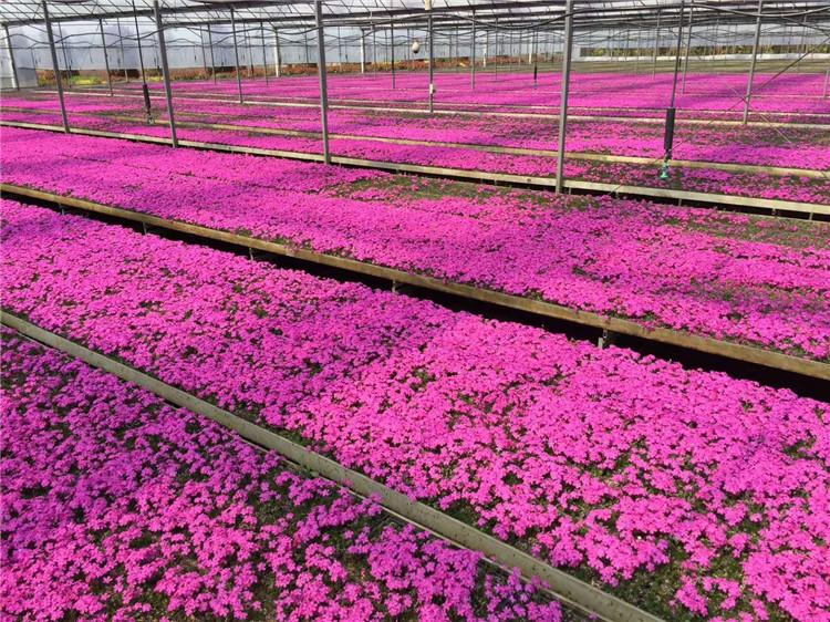 山东芝樱花 量大优惠芝樱花 芝樱基地
