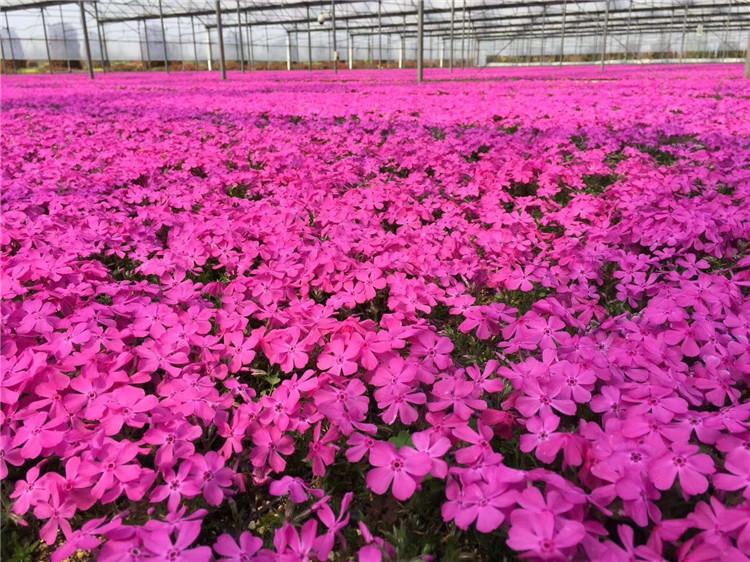 芝樱花 芝樱种植基地 品质优良