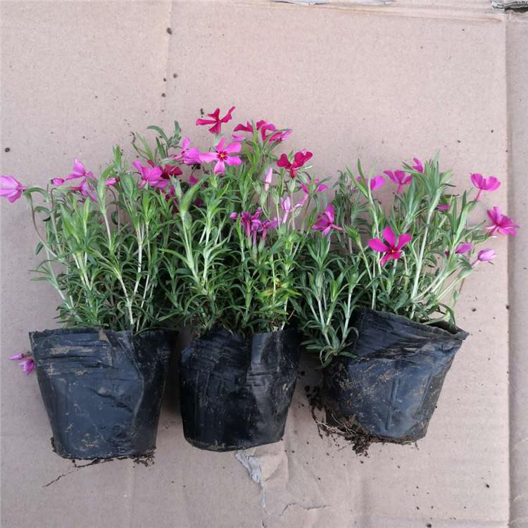 量大优惠芝樱花 青州芝樱报价