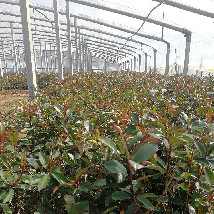 青州新叶红叶石楠种植基地  红叶石楠批发价格销售