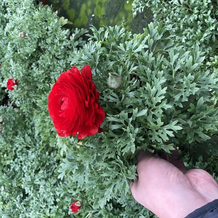 芹叶牡丹_芹叶牡丹种植基地_新叶花卉芹叶牡丹批发价格销售