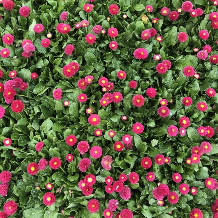 青州市新叶花卉  雏菊