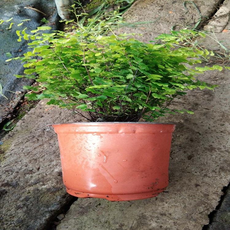 铁线蕨  铁线蕨价格