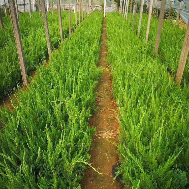 绿化植物龙柏小苗   常年供应龙柏