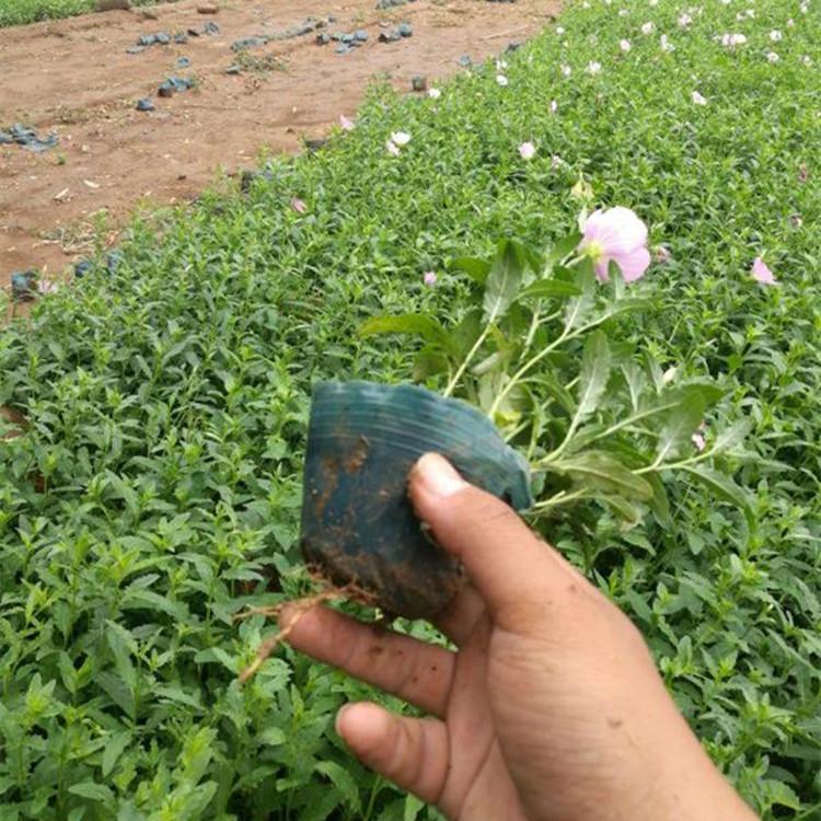 月见草 月见草小苗价格 美丽月见草批发