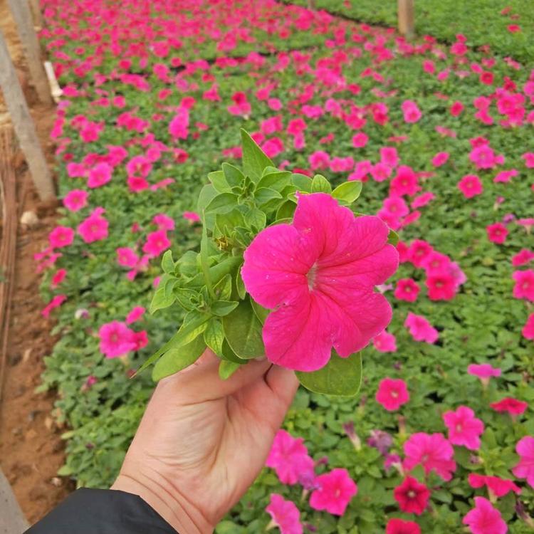 矮牵牛-矮牵牛苗-花卉小苗牵牛苗供应