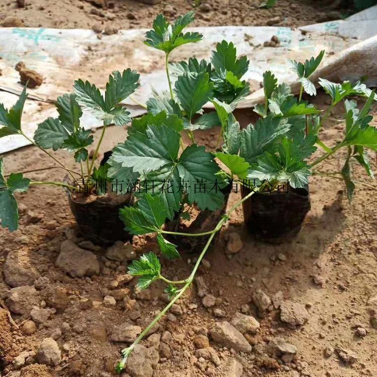 委陵菜   委陵菜小苗   委陵菜基地