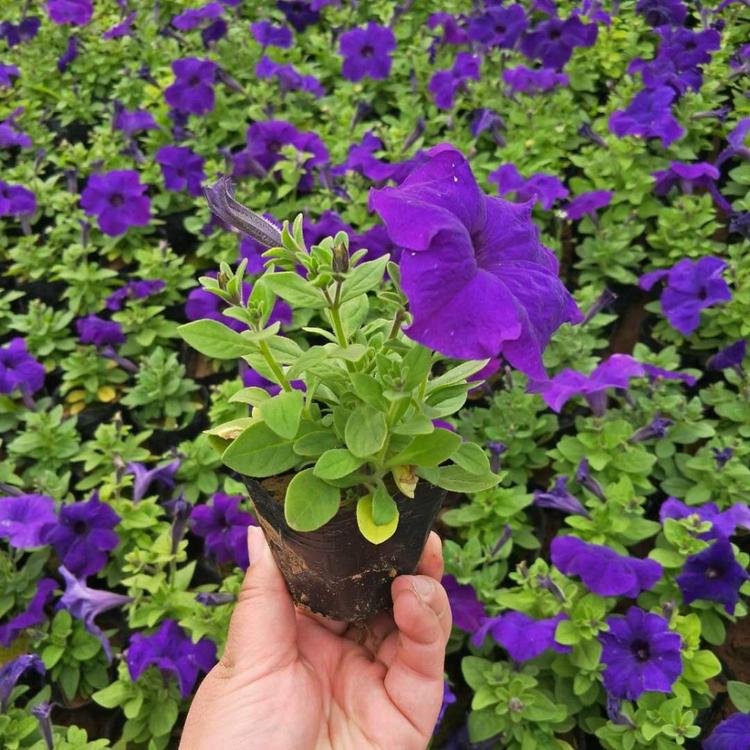 矮牵牛苗-矮牵牛繁育基地-矮牵牛苗批发