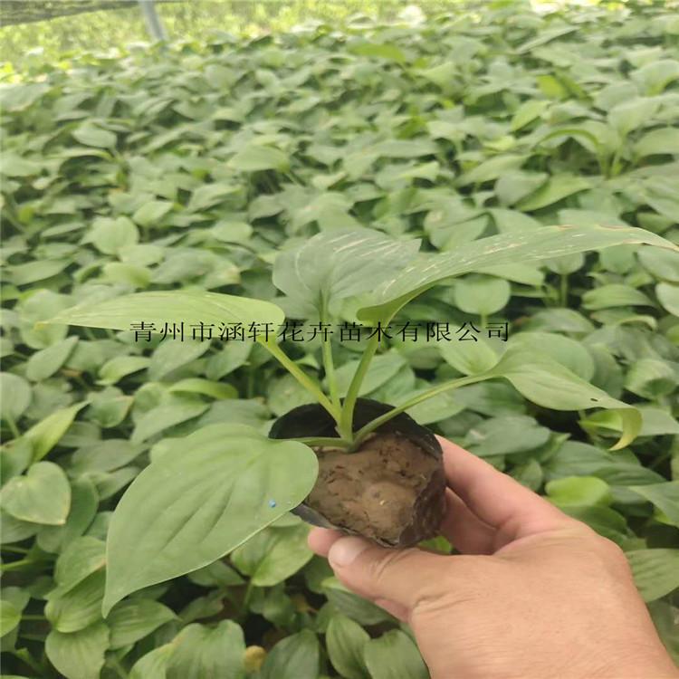 青州玉簪小苗基地   .玉簪价格