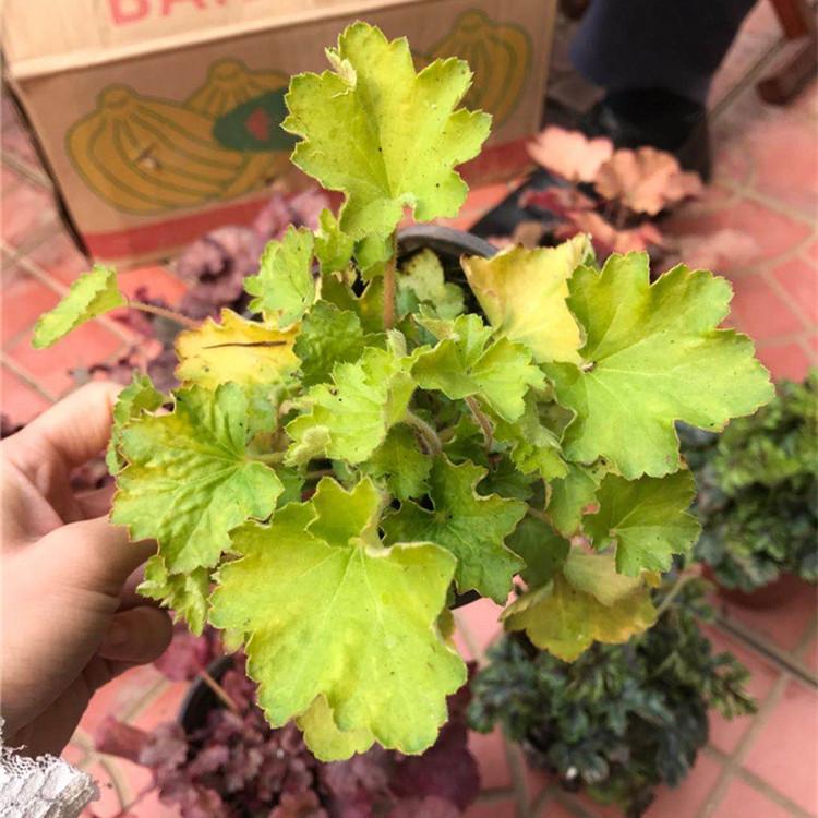 矾根 矾根小苗价格 矾根种类