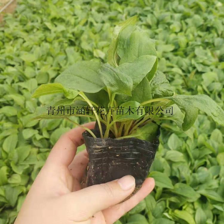 青州松果菊直销   松果菊小苗