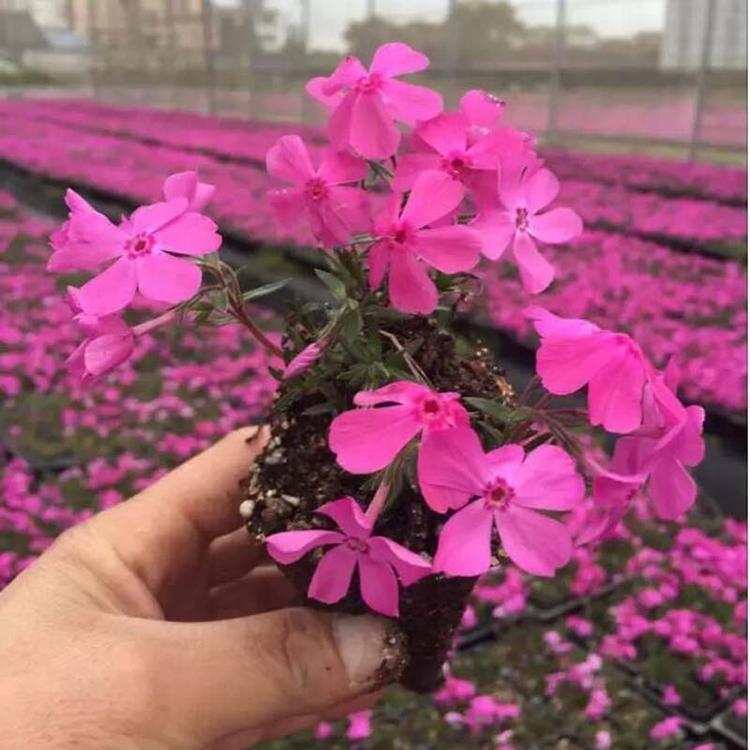 青州福禄考小苗批发     芝樱基地