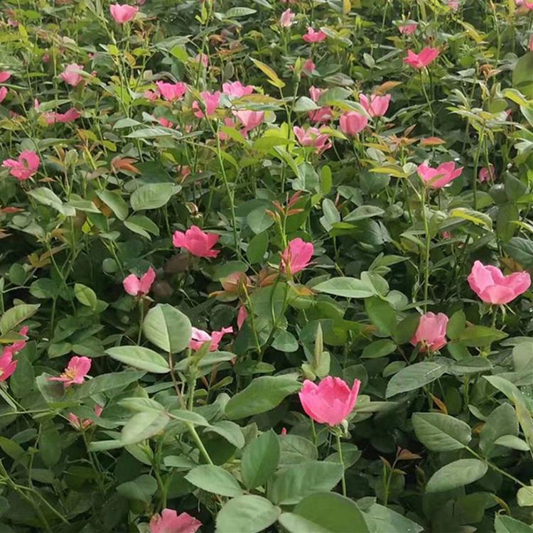 基地直销 丰花月季 潍坊丰花月季报价