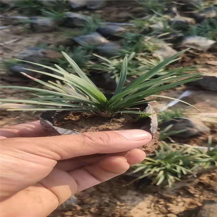 优质麦冬销直销基地     麦冬价格