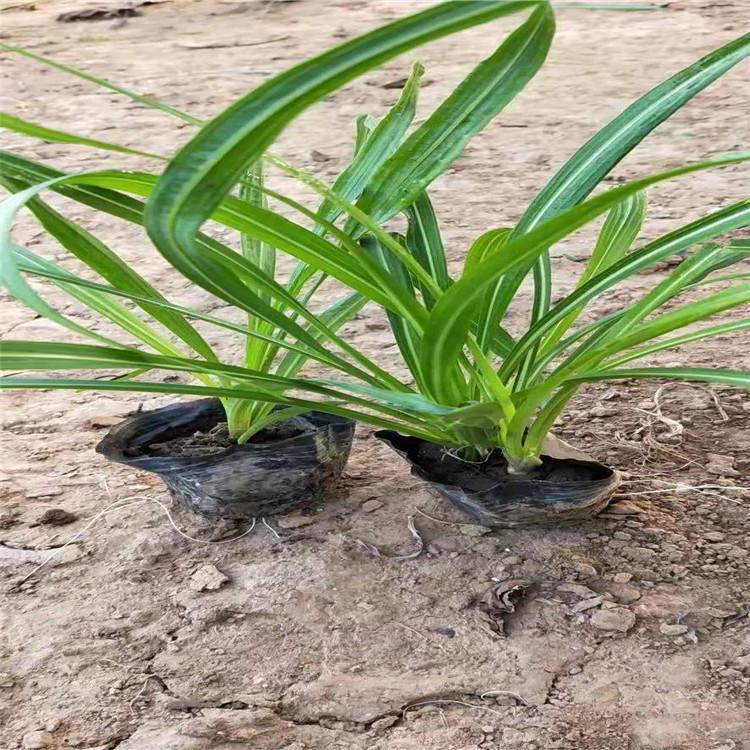 基地种植蛇鞭菊小苗     蛇鞭菊批发