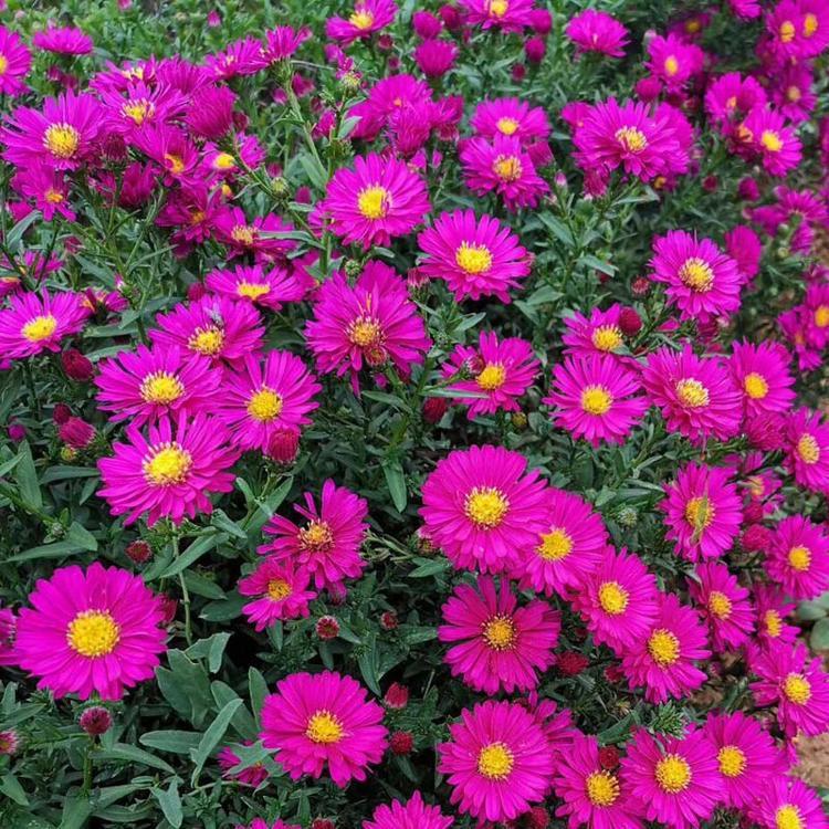 青州基地种植荷兰菊小苗   荷兰菊