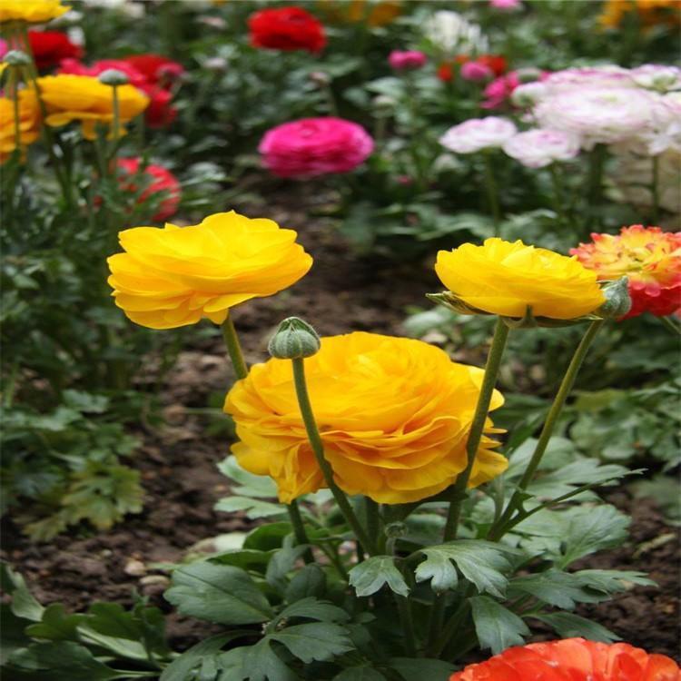 基地批发芹叶牡丹   花毛莨苗