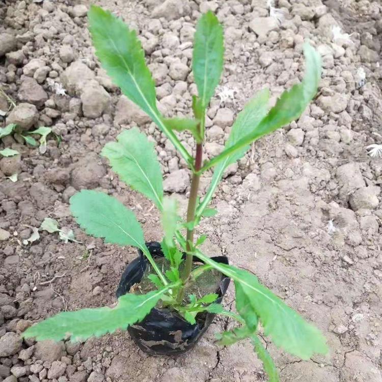 青州柳叶马鞭草 花海小苗供应柳叶马鞭草 马鞭草种植基地