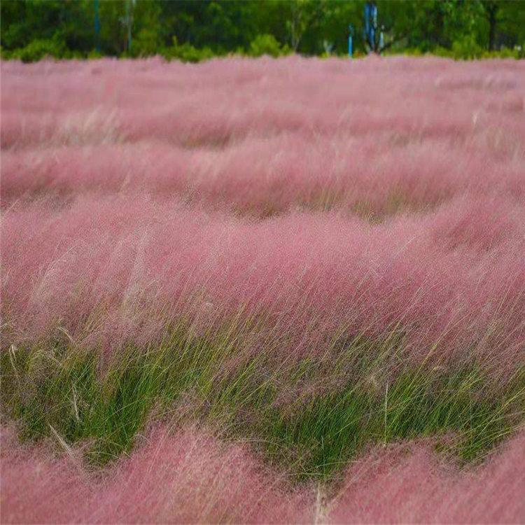 厂家供应乱子草小苗   乱子草基地种植