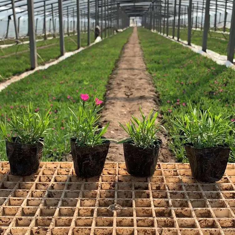 欧石竹种植基地 欧石竹价格 山东省子锐营养钵欧石竹价格