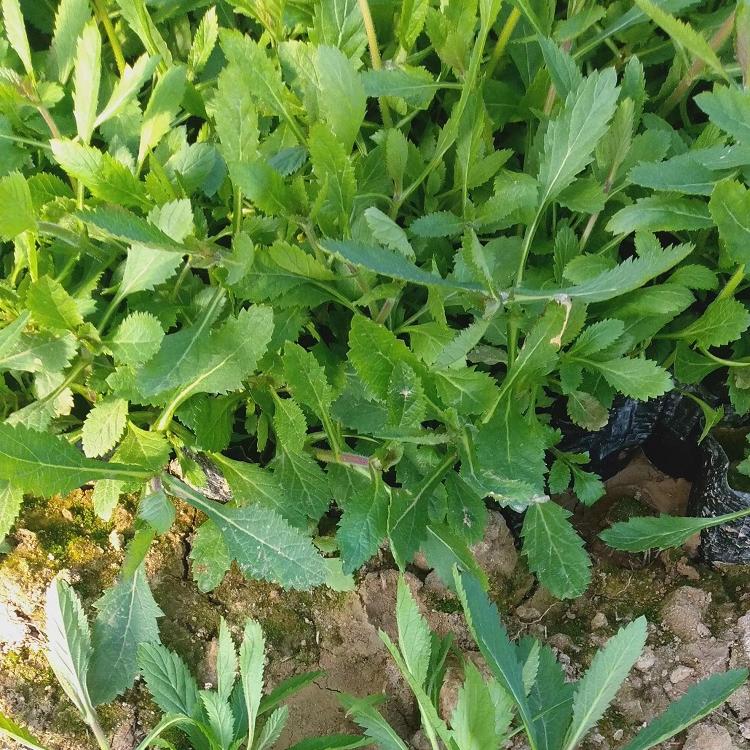 山东柳叶马鞭草 柳叶马鞭草花海工程苗 柳叶马鞭草种植基地