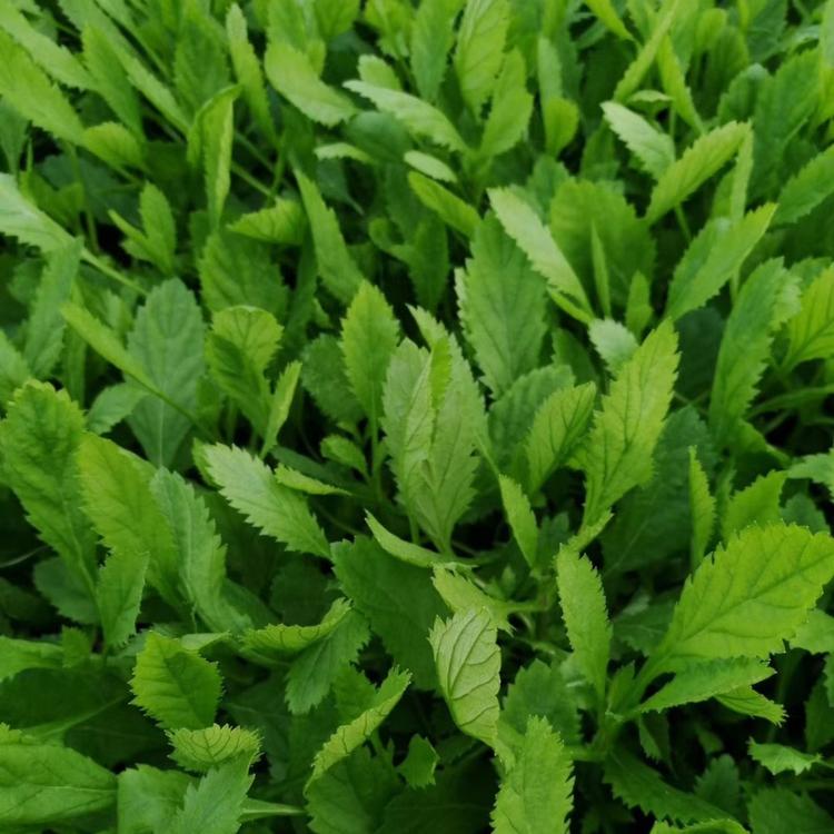 江苏柳叶马鞭草 多分枝柳叶马鞭草 柳叶马鞭草