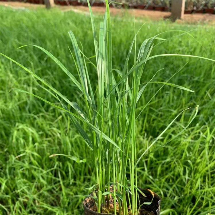 狼尾草种植基地 狼尾草价格 狼尾草基地自产自销 子锐花卉