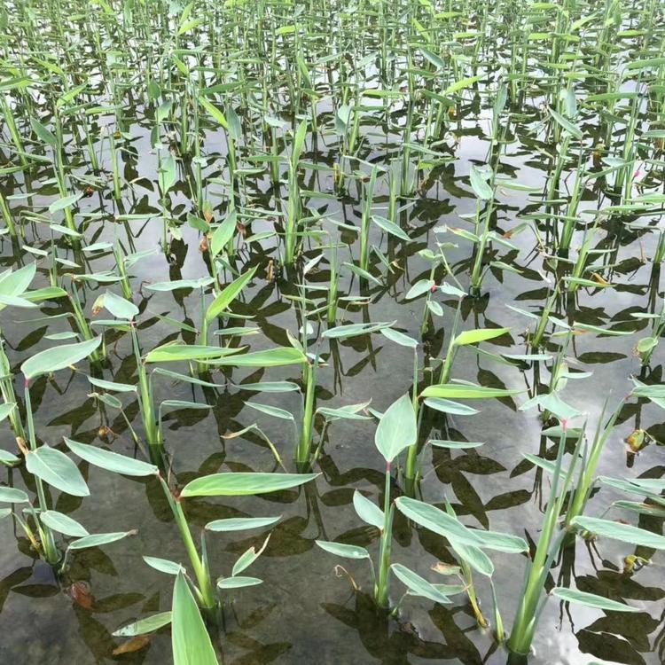 再力花 再力花价格 再力花基地 再力花种植基地 四季再力花