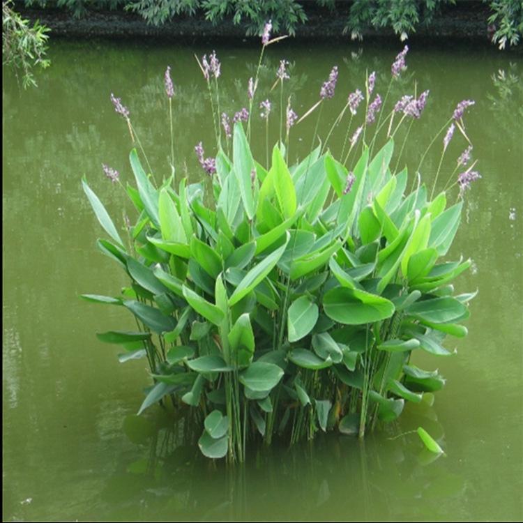 批发水生植物 再力花基地 再力花苗 水体绿化湿地绿化
