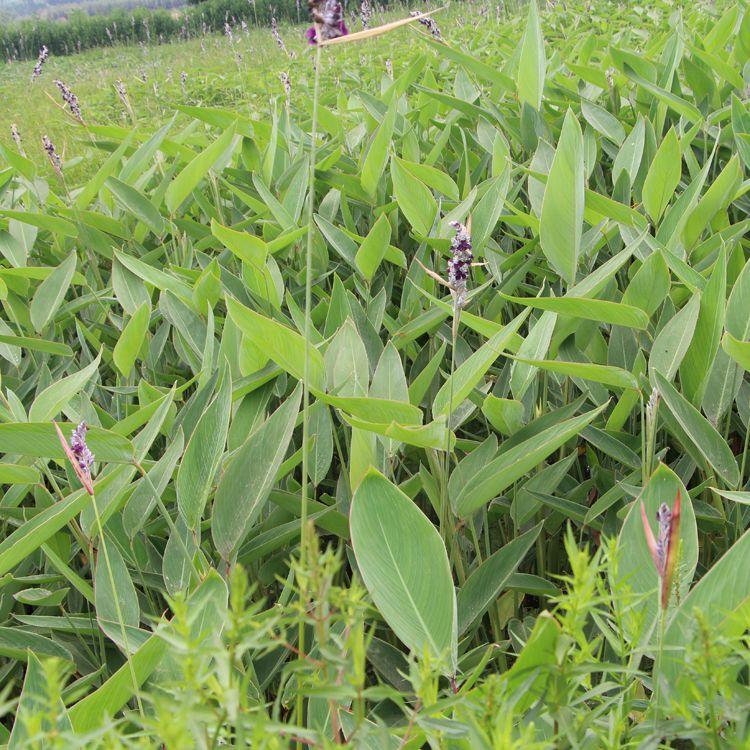 江苏再力花种植基地 再力花种植基地价格
