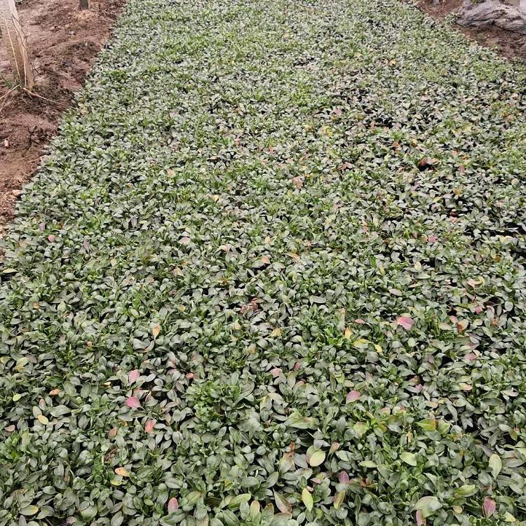 花海草花金鸡菊 硫化菊批发-承玉花卉