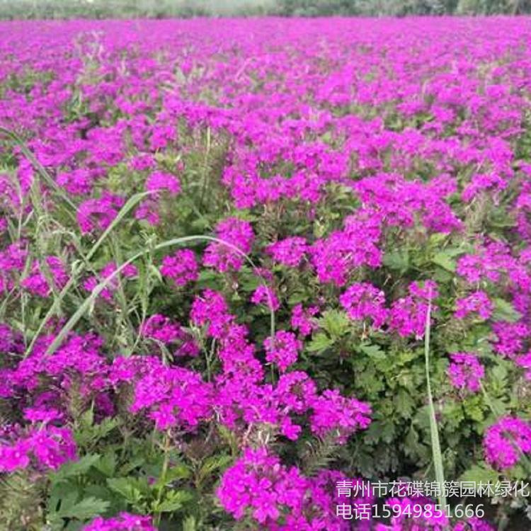美女樱批发基地 花海美女樱.园艺直销 美女樱花坛.市政绿化