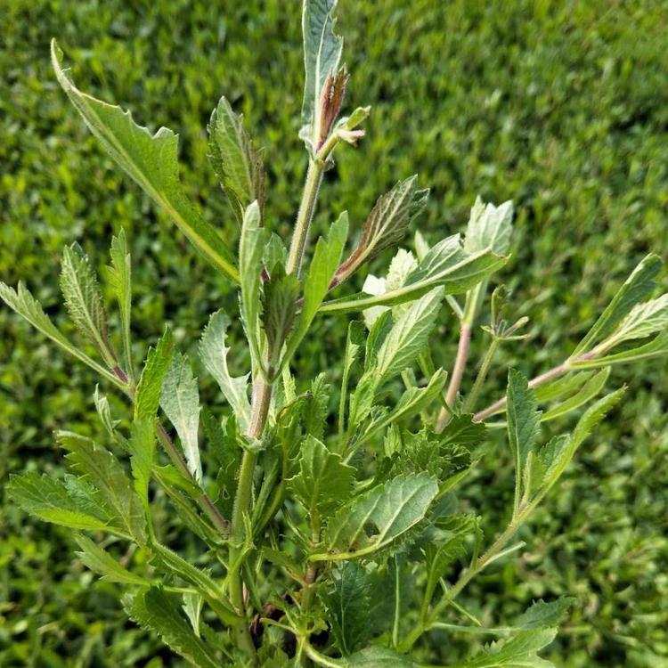 马鞭草种植基地 马鞭草价格 营养钵马鞭草价格 马鞭草报价
