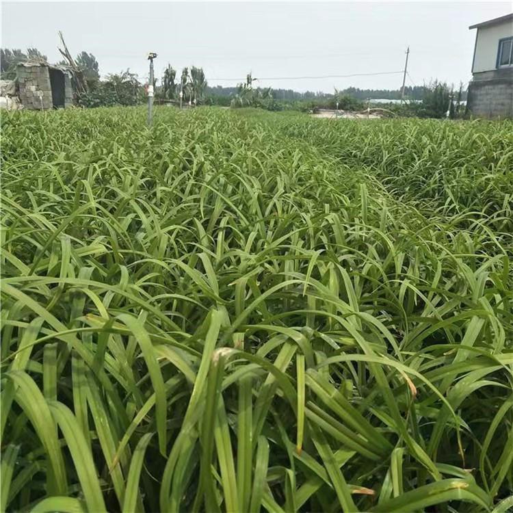 大花萱草小苗批发     大花萱草基地