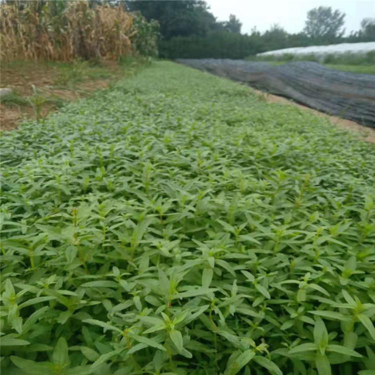 千屈菜小苗   千屈菜供应商    千屈菜基地