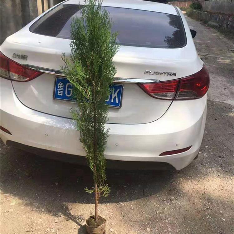 侧柏 侧柏容器苗批发 山东侧柏批发价格