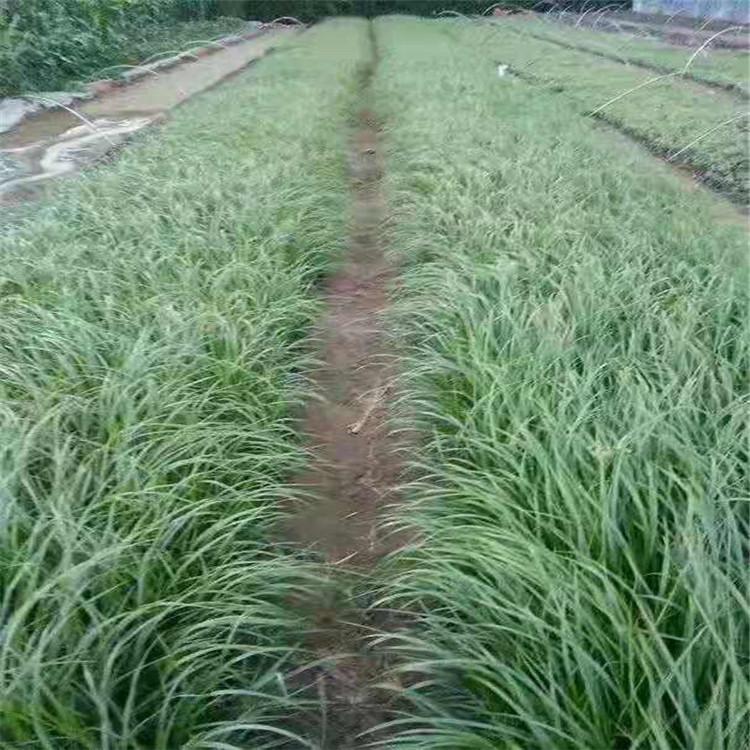 狼尾草基地种植   狼尾草小苗