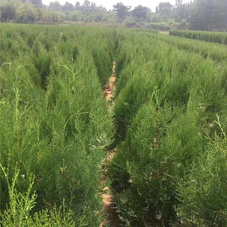 侧柏批发 青州侧柏价格 江瑞侧柏种植基地
