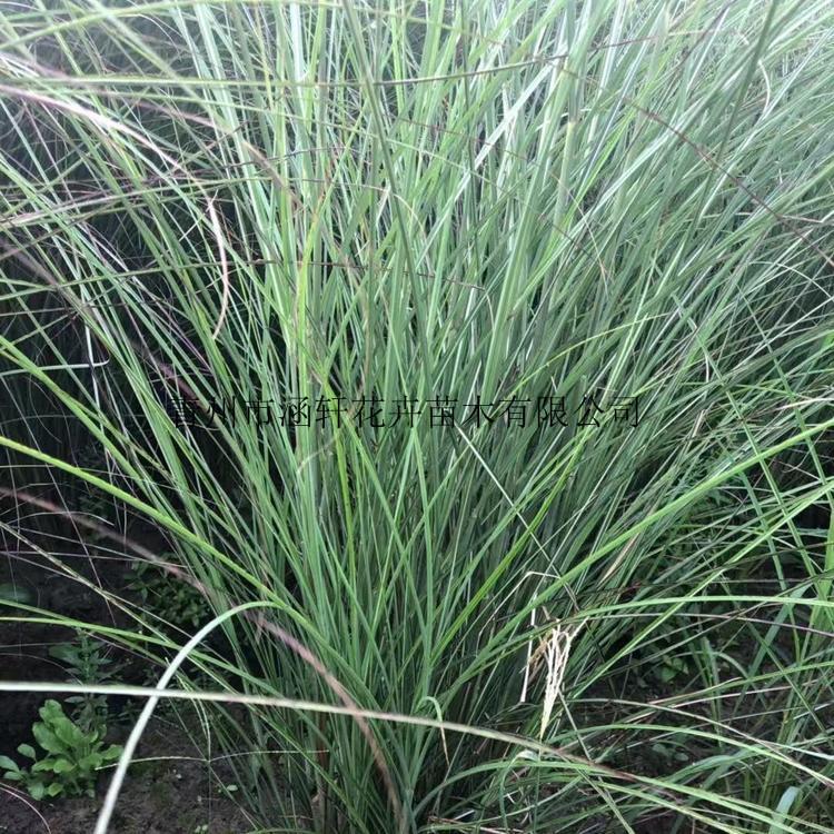 细叶芒种植    细叶芒杯苗    细叶芒