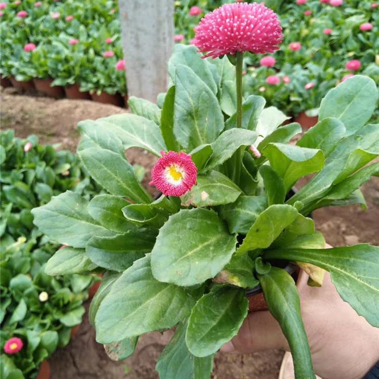 雏菊价格 雏菊小苗批发 青州雏菊基地