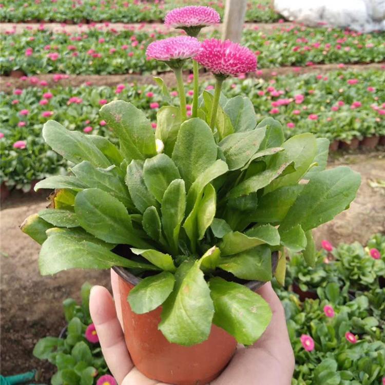 雏菊价格 雏菊小苗批发 工程组摆草花雏菊