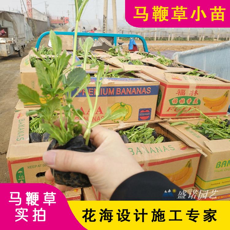 马鞭草杯苗 花苗 批发报价 宿根地被 草花花卉