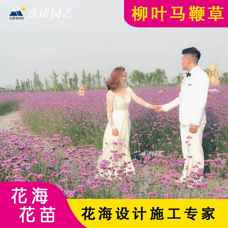 柳叶马鞭草苗 柳叶马鞭草盆苗 基地处理 苗木系列 时令草花